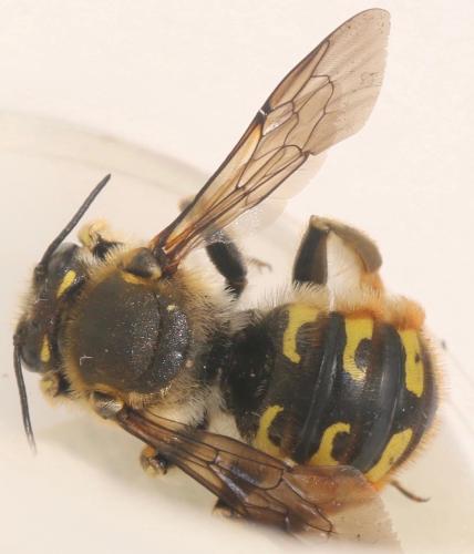 Réf. 326 296 : Anthidium manicatum